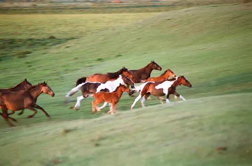 汉武帝平定氐羌,汉武帝赐名蓬莱