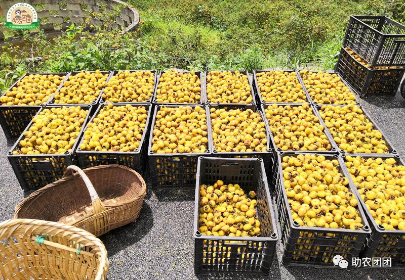 刺梨功能营养饮料,助农团团营养餐