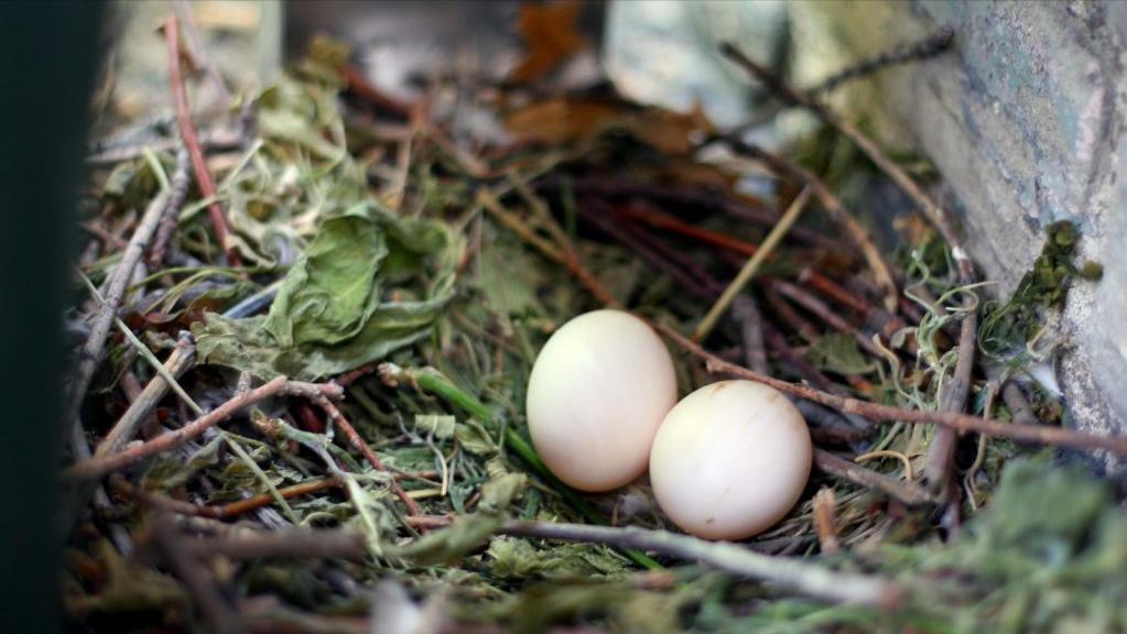 幼鸽出壳七天以内能喂啤酒酵母吗,刚孵出来的小鸽子需要谨慎什么
