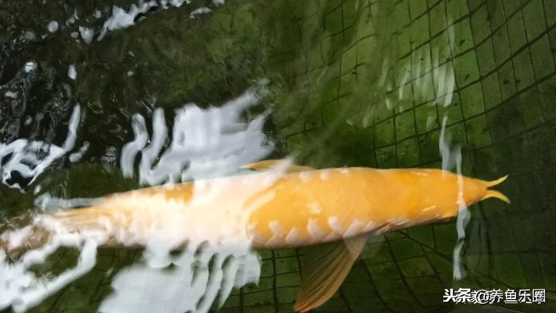 这位土豪家的渔场,光滤材就花了500多万,你确定不要见识一下?