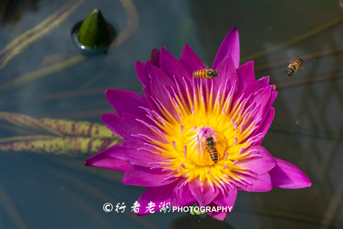 最美荷花展深圳,深圳最美荷花