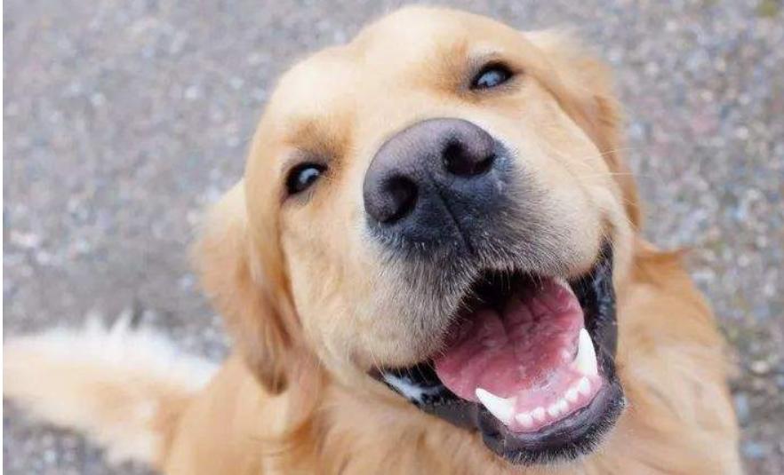 金毛好不好养适合养不,金毛好不好咬人