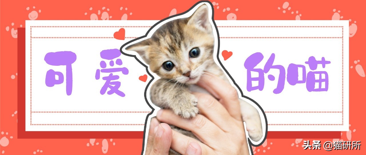 吸猫不得不知道的常识,沉迷吸猫的原因