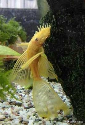 鱼缸除藻能手排名,鱼缸过滤除藻能手