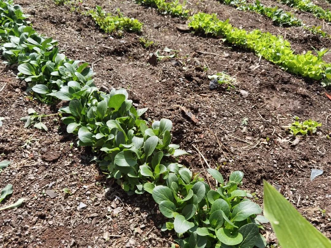 @长春人，这里有您一分田！快来认领！