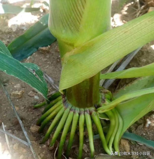 什么样玉米品种最好,山东十大高产玉米品种2019审定