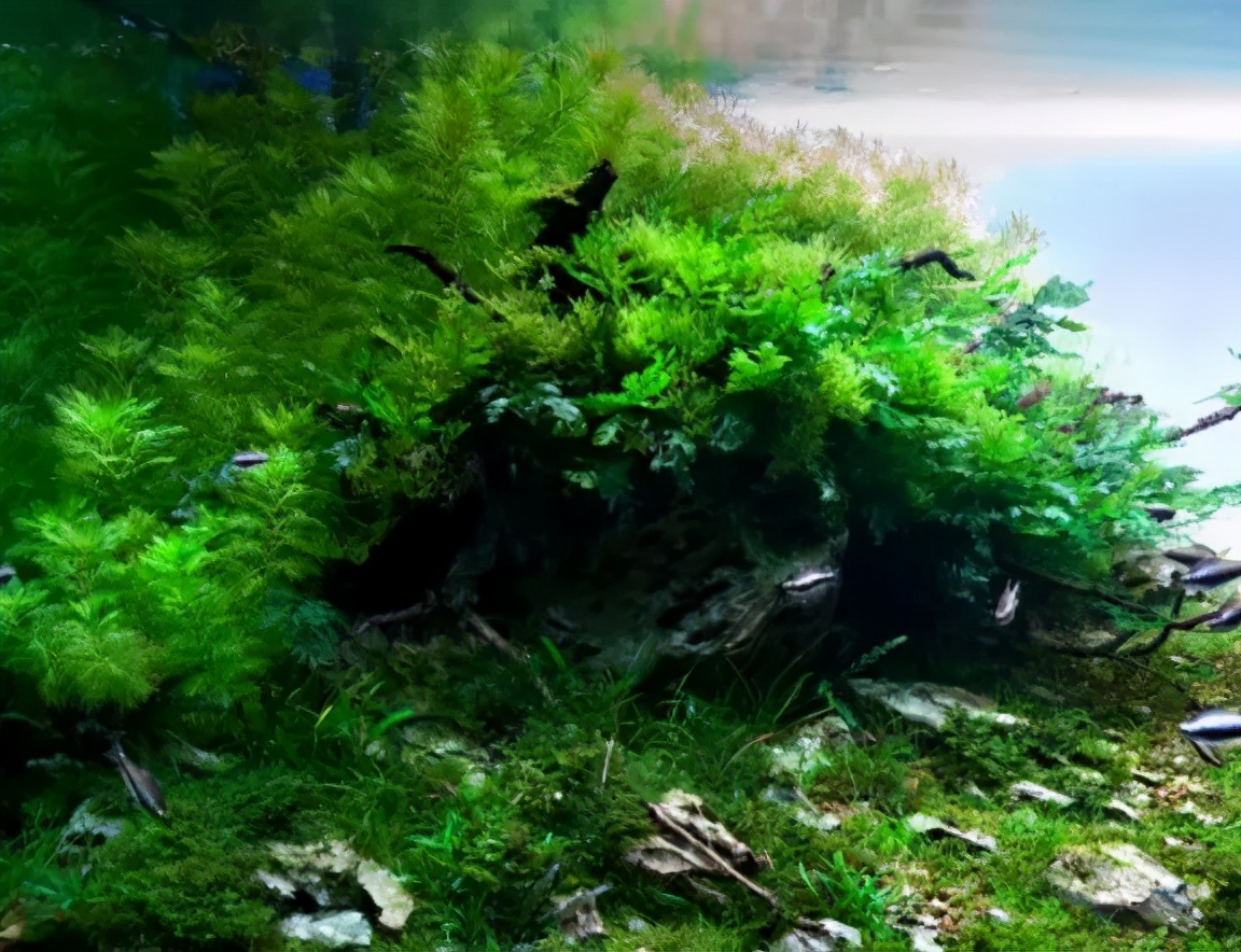 三角形构图水族造景,水族造景构图黄金比例