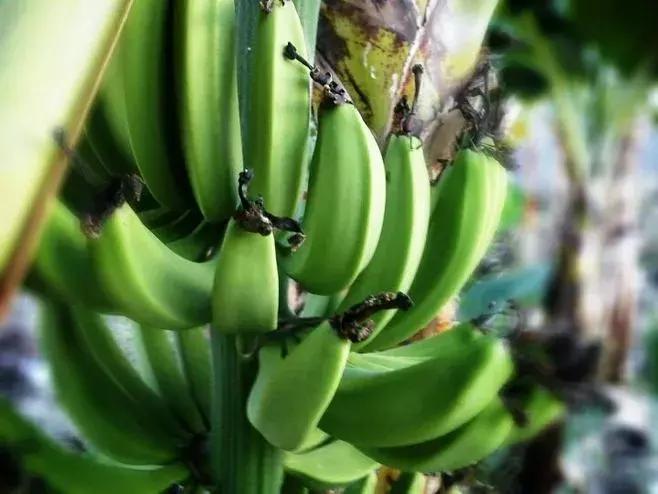 看色识蕉,教你分分钟看懂香蕉