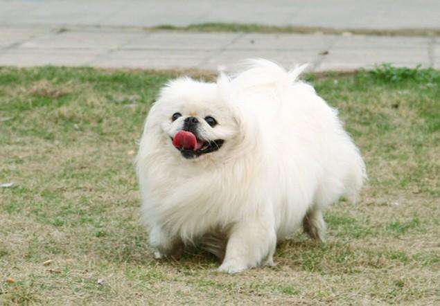 小北京犬宠物狗品种图片大全,常见宠物狗的品种大全及图片