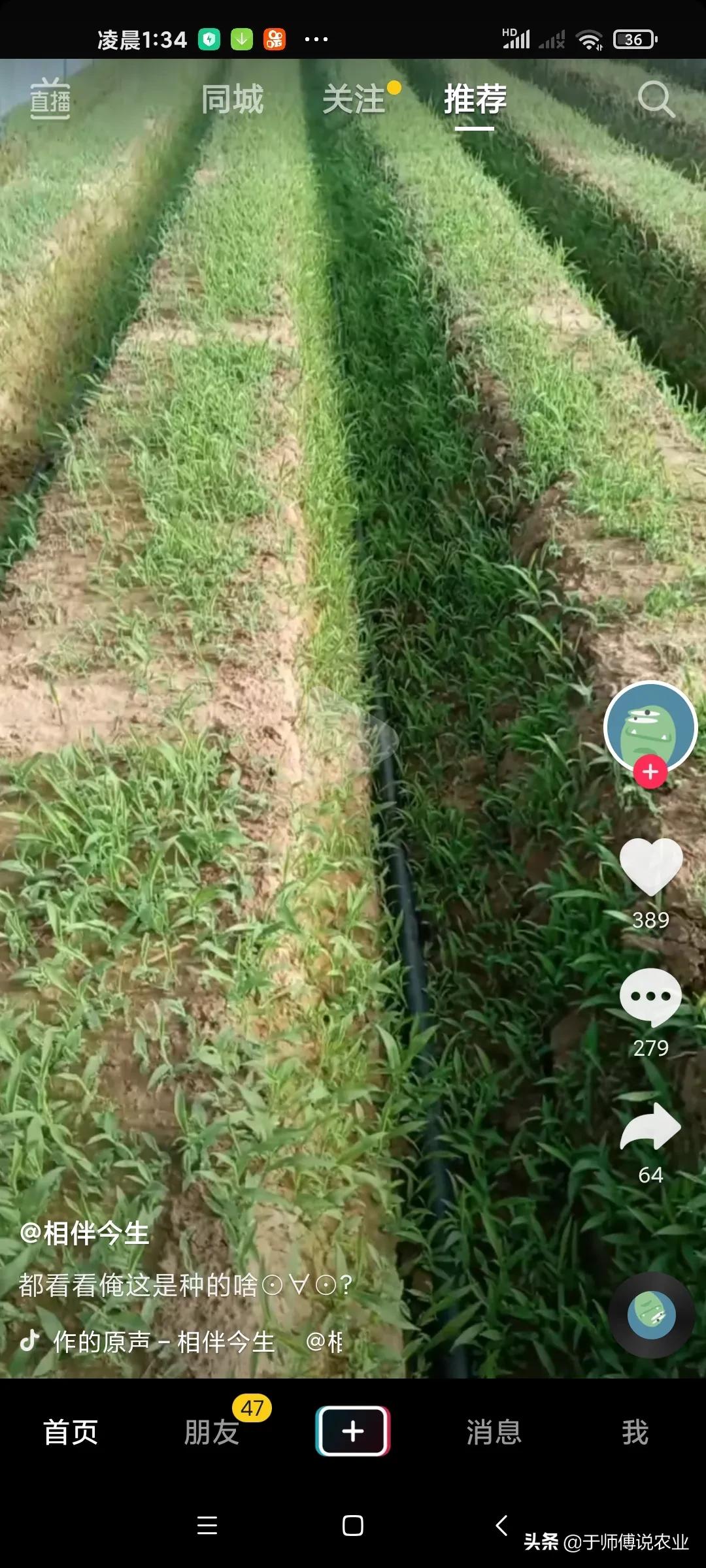 生姜黄叶病打什么农药,生姜杂草用什么药除