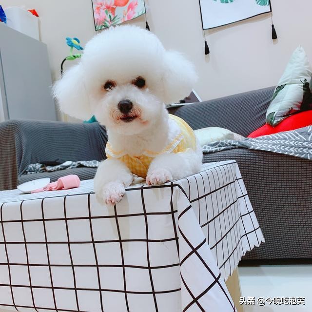 被狗喜欢的人命理,被狗狗喜欢的女孩