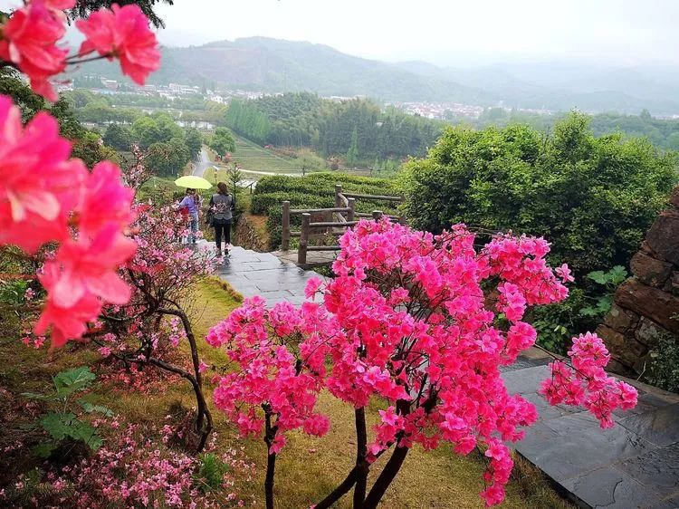 中国最美茶园在金寨,合肥周边最美茶园