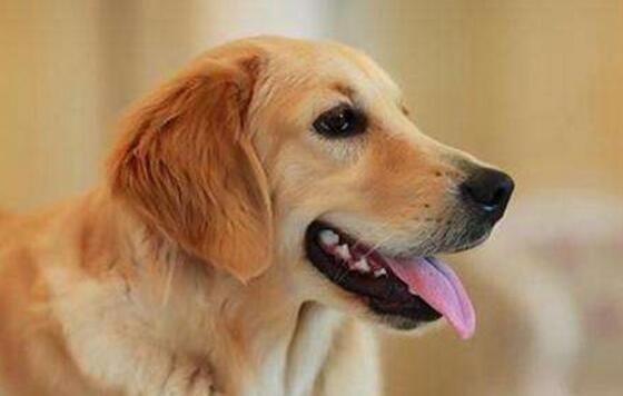 金毛幼犬如何训练定点大小便,4个月金毛定点大小便