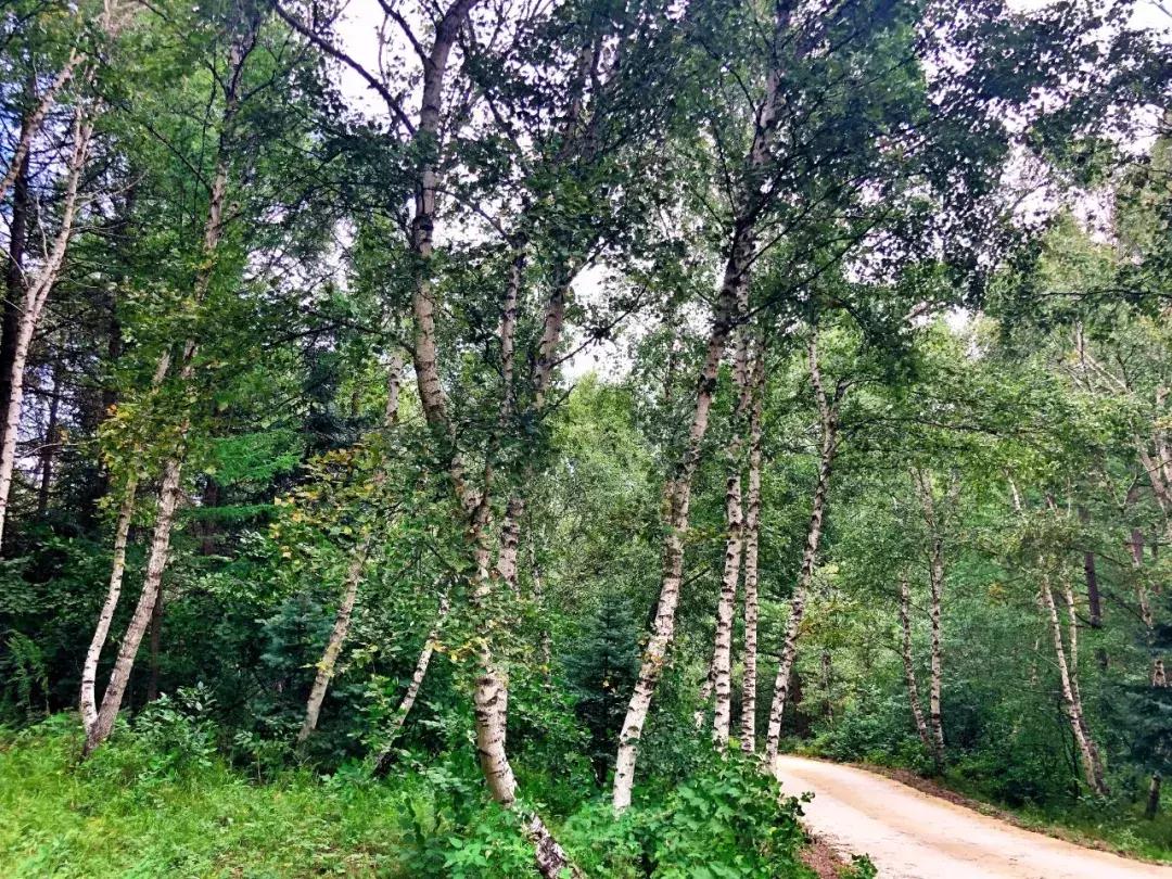 丰宁千松坝秋色,天凉好个秋拍摄