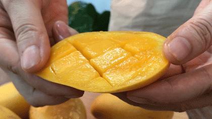 海南小台芒皮薄肉厚甘甜多汁,海南正宗台芒芒果