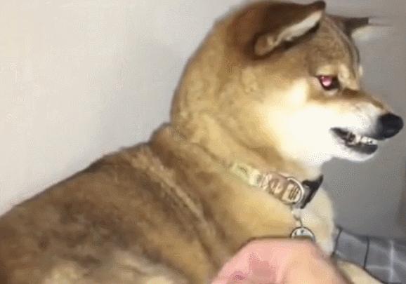 猫狗常用药品大全,猫狗必备药