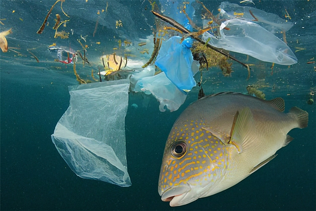 玻璃制品和塑料制品区别幼儿园,玻璃和塑料装食品哪个危害大