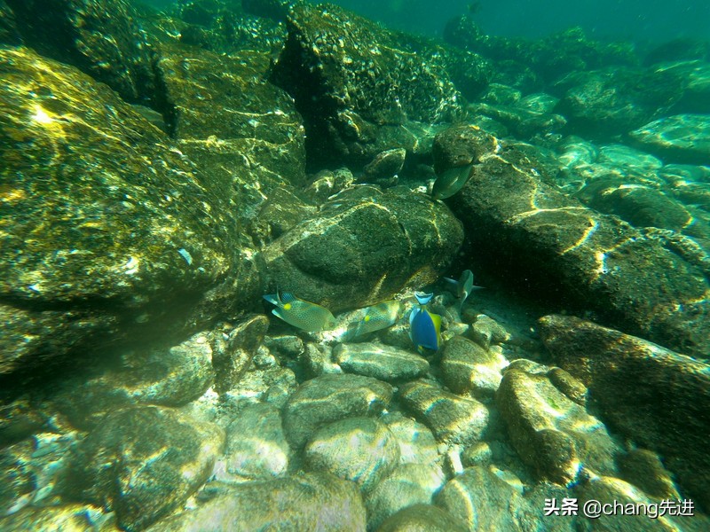 泰国普吉斯米兰跟团浮潜,泰国普吉岛自由潜水皇帝岛