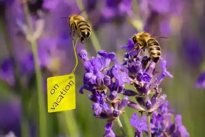 美翻了无锡这个紫色花海,美翻诸城这片花海刷爆整个朋友圈