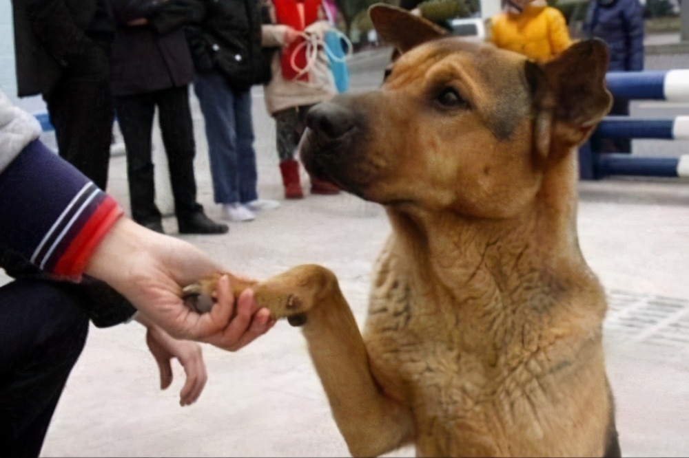 好狗狗身上都有哪些特征,善良友爱的好主人是狗狗的福气