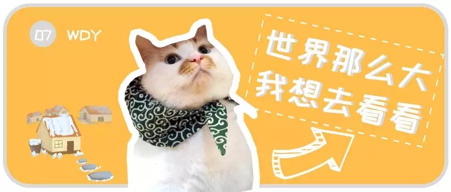 猫咪跑出去了自己知道回家吗,为什么猫咪离家回来后就很老实