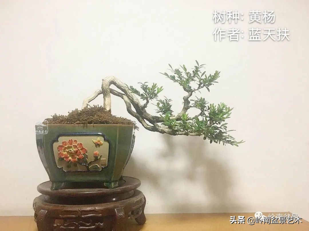 广东的盆景有哪些,适合广东玩的盆景