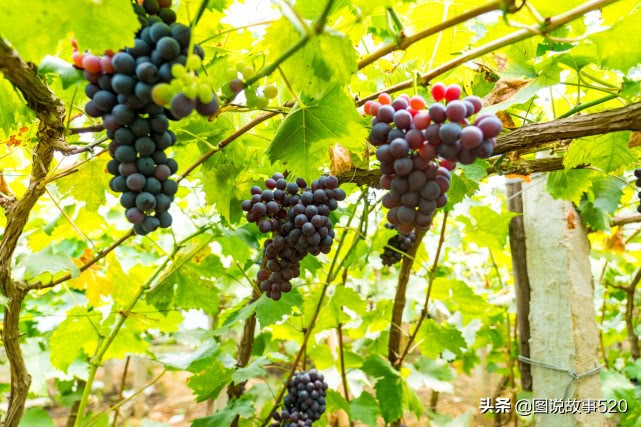 河北葡萄县，名气没*疆新**吐鲁番大，村民自称中国30%干红酒出自这