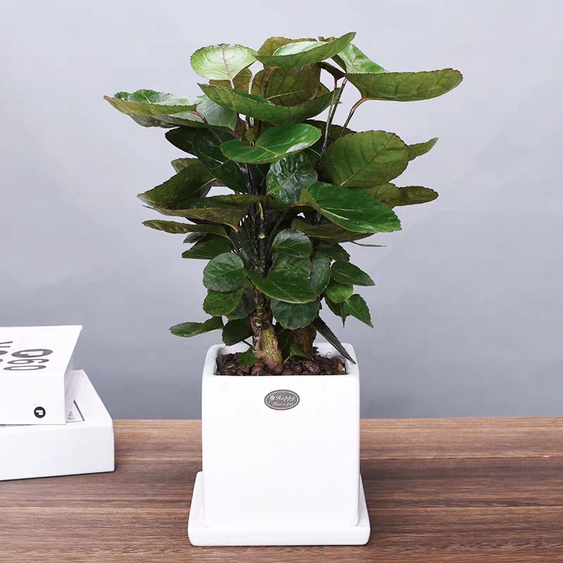 新家种什么盆栽净化空气,家里卧室适合养的盆栽