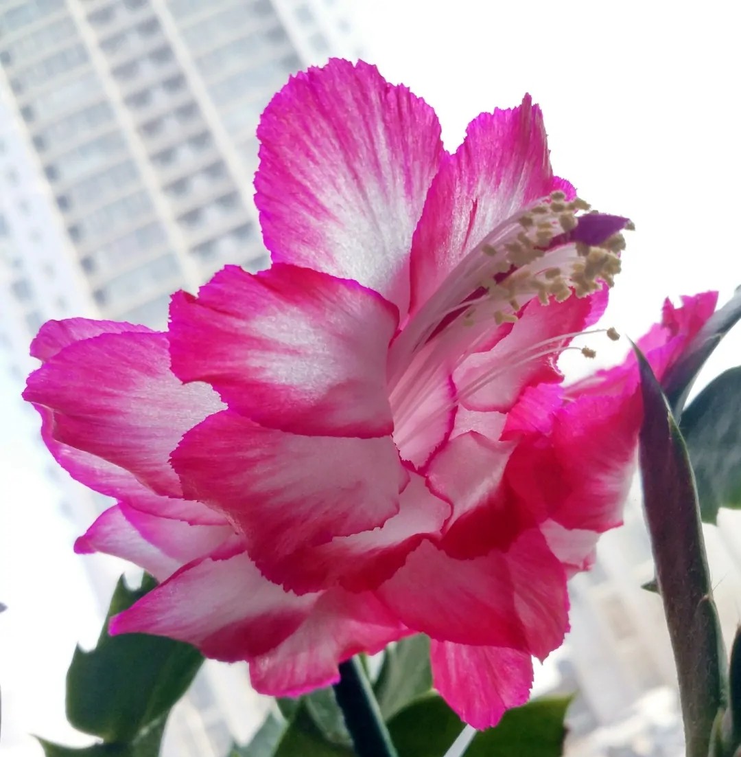 蟹爪兰一盆3个颜色,蟹爪兰100品种图片