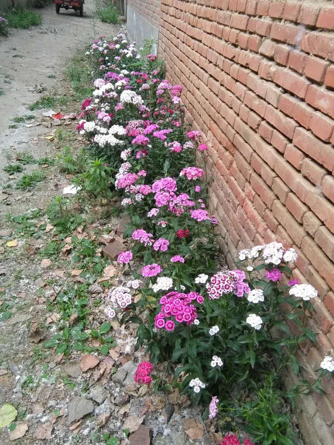 “论斤卖”的10种花卉种子，花海都种它，“靠天吃饭”就能活