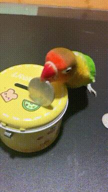 你看我们家的鹦鹉有多可怕,看看你家鹦鹉会享福的样子