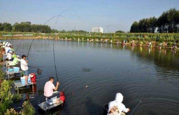 黑坑钓青鱼视频大全,黑坑珠珠钓青鱼技巧