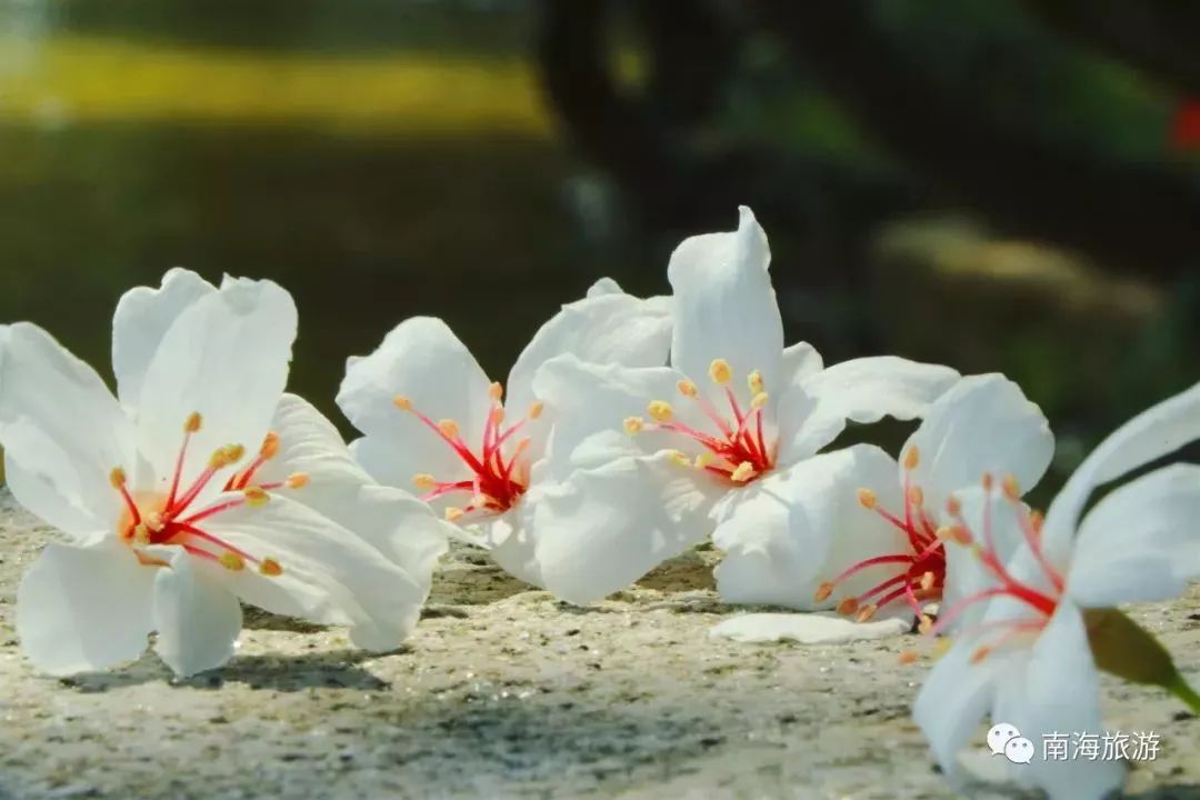 南海惊现“四月雪花”，漫山遍野桐油花开，美呆了！