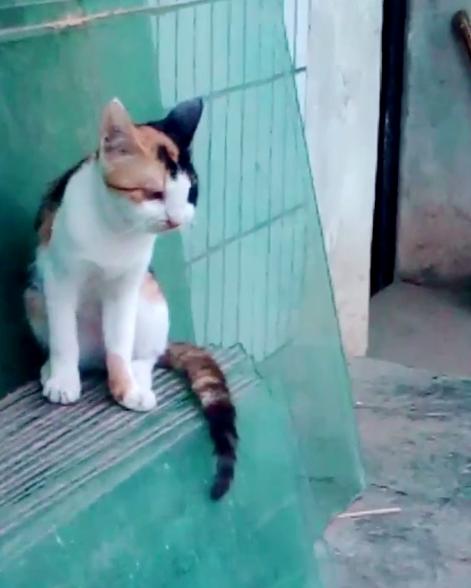 调皮小猫搞偷袭,调皮小猫抓蝴蝶