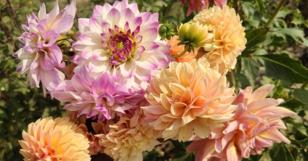 大丽花怎么养花瓶里,北方怎么养大丽花