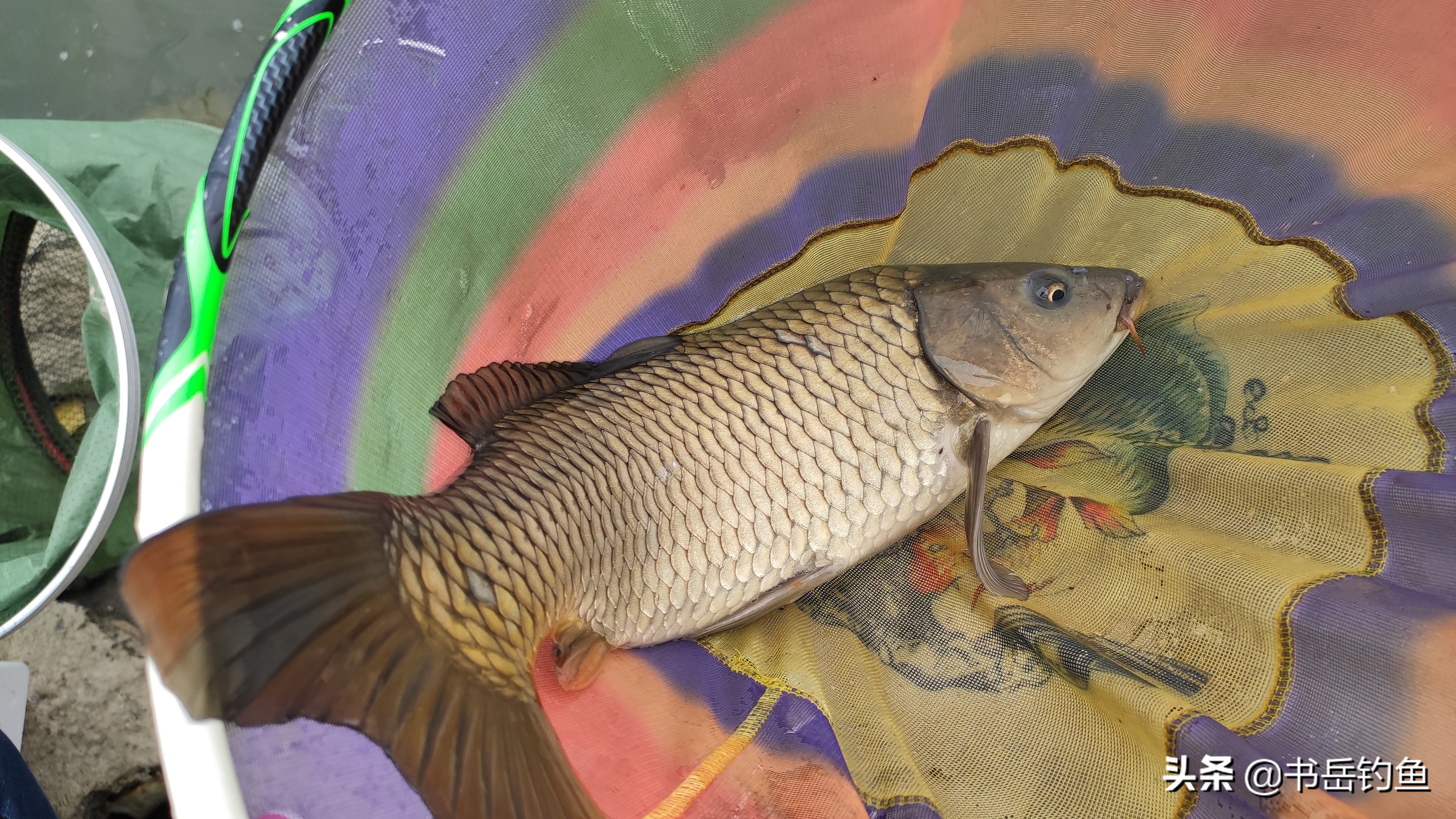 白条鱼闹窝怎么办,白条闹窝的调整思路