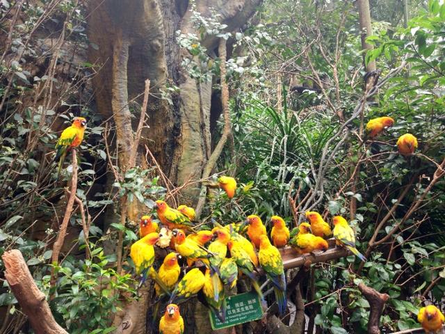 广州长隆野生动物世界二日游,广州长隆野生动物世界步行游览区