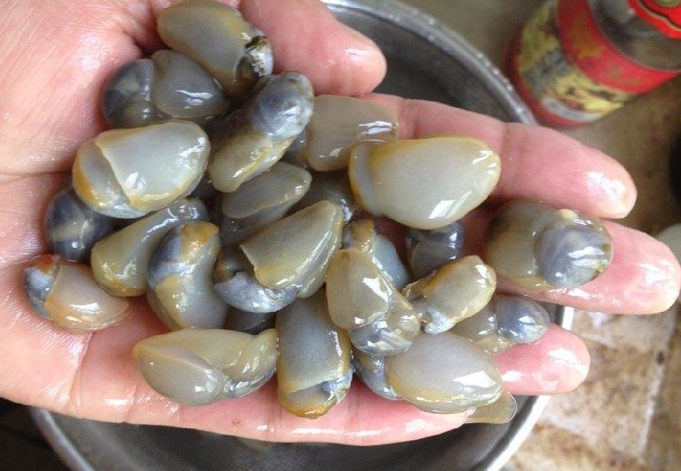 东港最全海鲜,东港海鲜攻略