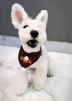 雪纳瑞各个阶段性格,雪纳瑞的五大特征