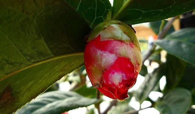 茶花叶发黄茶花苞打不开什么原因,茶花花苞打不开发黑掉落什么原因