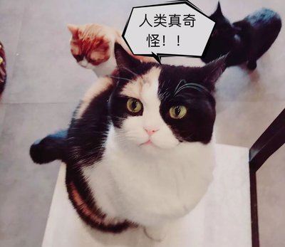 养猫家里味道突然很重怎么办,养猫后家里很臭怎么办