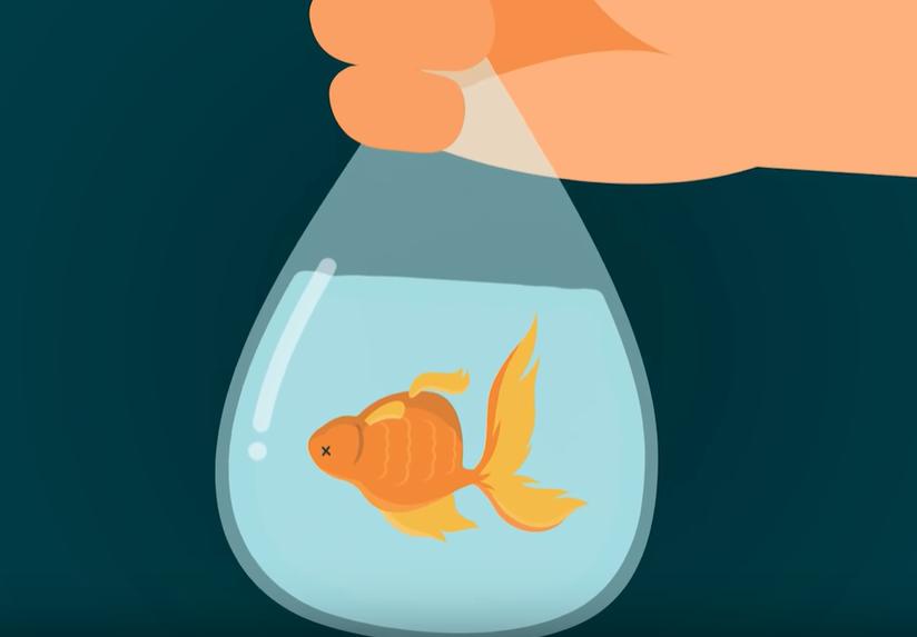 怎么养金鱼金鱼才不会死,正常情况下金鱼可以养多久