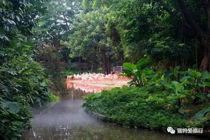 广州长隆野生动物园全程步行攻略,2天游玩广州长隆野生动物园攻略