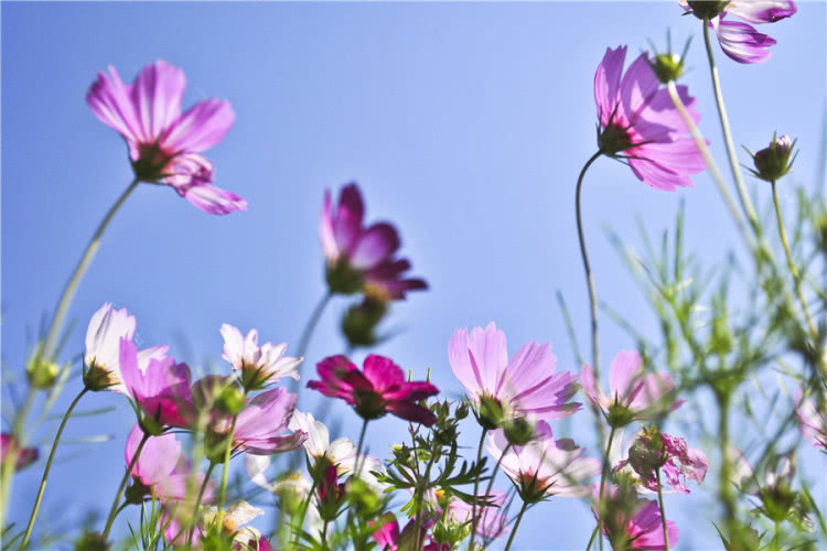 灵山小镇拈花湾樱花,无锡拈花湾樱花开