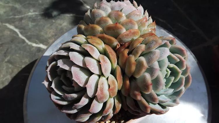 爱机车，爱多肉，宝妈花姐的诗和远方