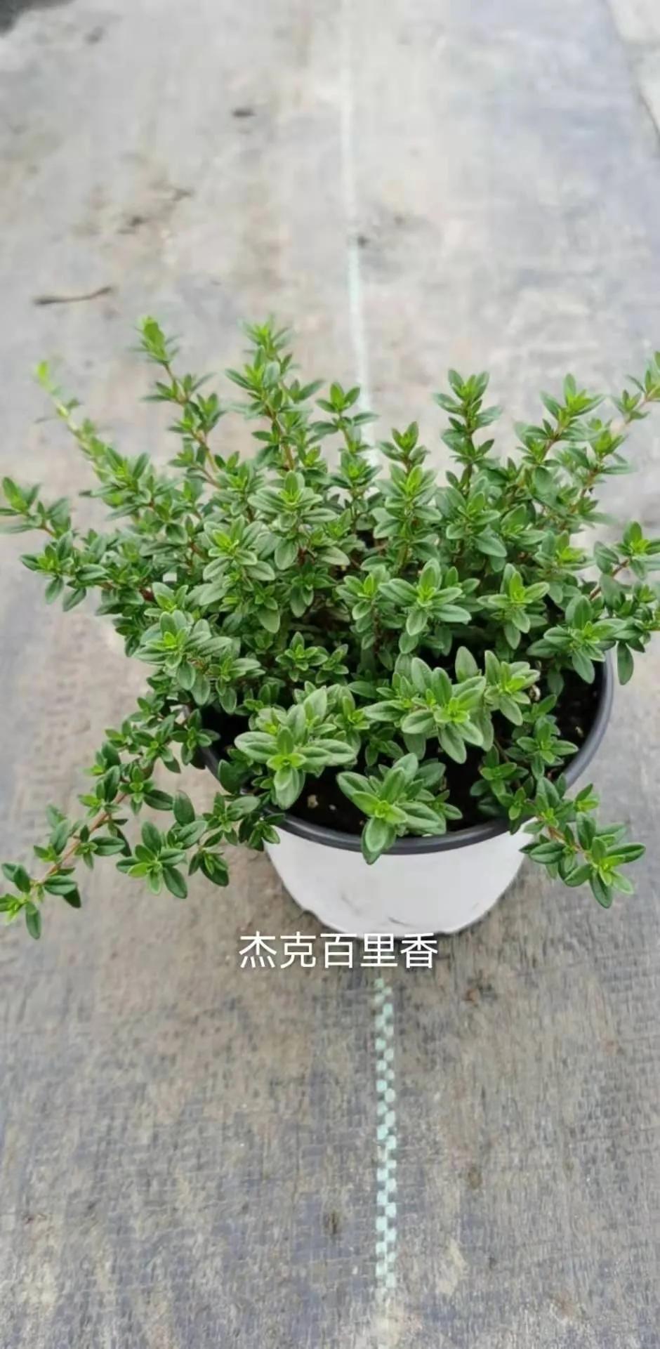 观花草本植物推荐,最具观赏性的观叶植物