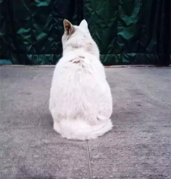 山师附中,山师附中历下区