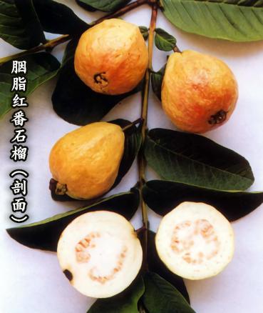 番石榴芭乐含量,吃番石榴芭乐对身体有哪些好处