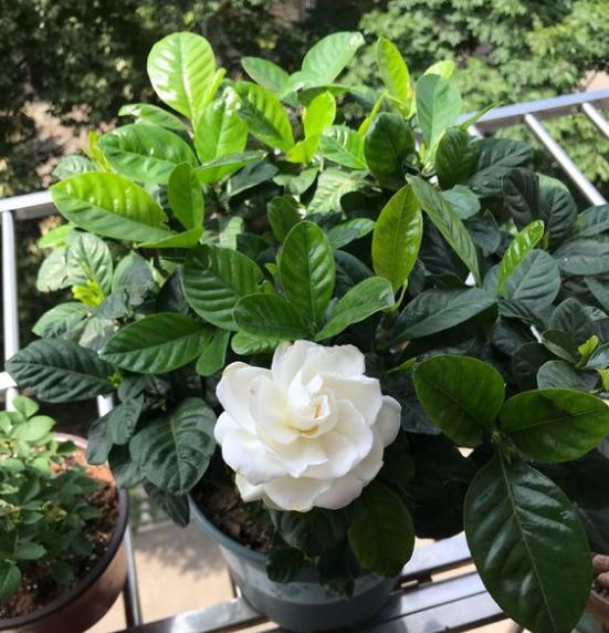 家庭怎样养栀子花视频,家庭盆栽栀子花早春养护