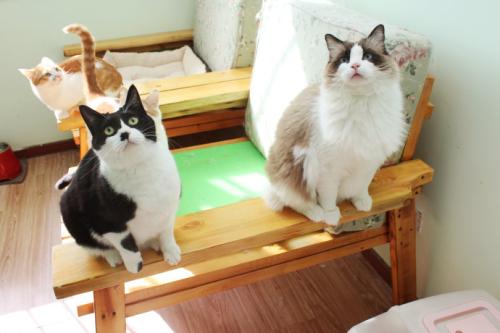 猫咪的脚毛怎么处理,猫咪脚毛不剃会怎么样